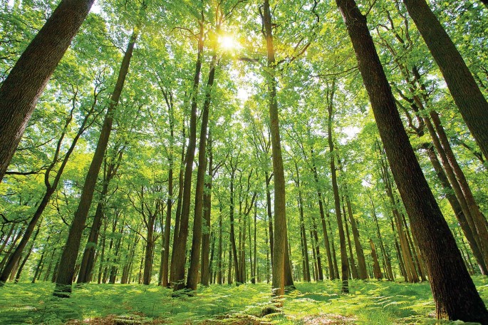 The future role of forests